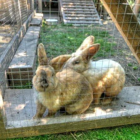 Gaestehaus Schwaiger Appartamento